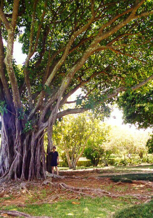 Leaning against the Banyan