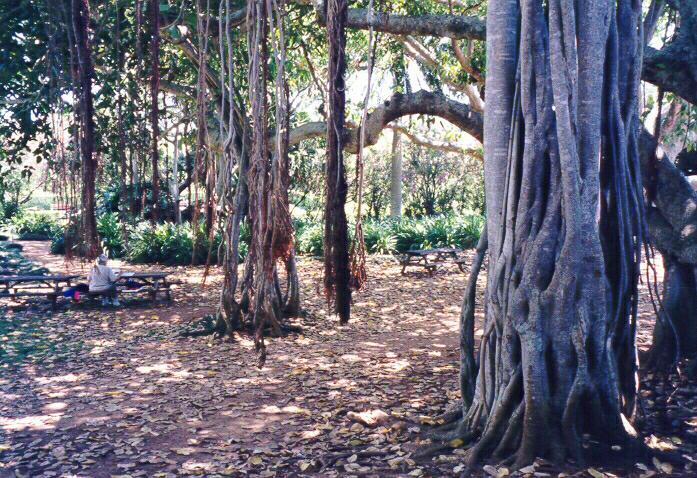 Banyan Tree