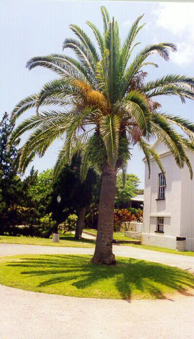 Palm shadow