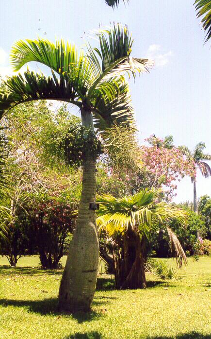 Bottle palm