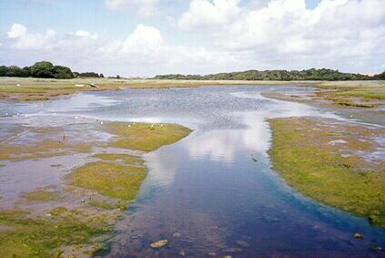 Newtown - Isle of Wight